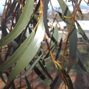 Eucalyptus pauciflora at Red Hill to Yarralumla Creek - 12 Jun 2019