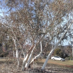 Eucalyptus pauciflora at Hughes, ACT - 12 Jun 2019