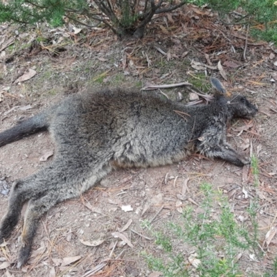 Wallabia bicolor (Swamp Wallaby) at Isaacs Ridge and Nearby - 12 Jun 2019 by Mike