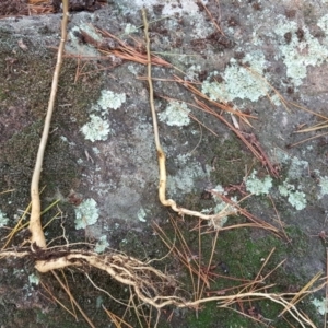 Ailanthus altissima at Isaacs, ACT - 12 Jun 2019