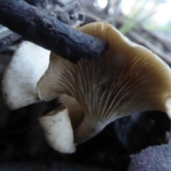 zz agaric (stem; gills white/cream) at Belconnen, ACT - 11 Jun 2019