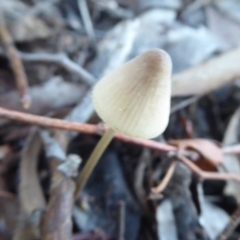 Mycena sp. (genus) (Mycena) at Belconnen, ACT - 11 Jun 2019 by Christine