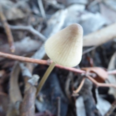Mycena sp. (genus) (Mycena) at Belconnen, ACT - 11 Jun 2019 by Christine