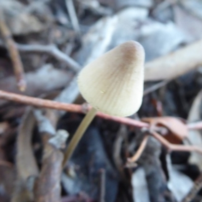 Mycena sp. (Mycena) at Lake Ginninderra - 11 Jun 2019 by Christine