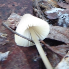 Mycena sp. at Belconnen, ACT - 11 Jun 2019 04:26 PM