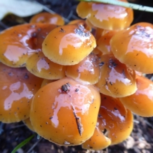 Flammulina velutipes at Flynn, ACT - 12 Jun 2019