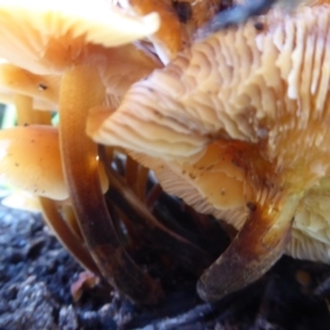 Flammulina velutipes at Flynn, ACT - 12 Jun 2019