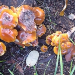 Flammulina velutipes at Flynn, ACT - 12 Jun 2019