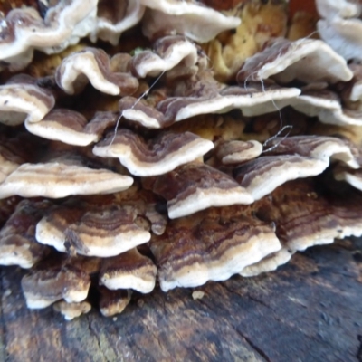 Trametes versicolor (Turkey Tail) at Flynn, ACT - 12 Jun 2019 by Christine