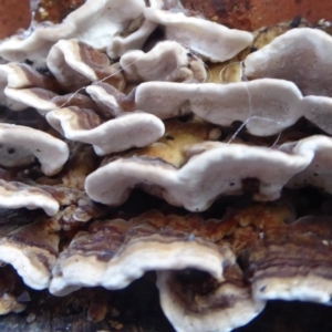 Trametes versicolor at Flynn, ACT - 12 Jun 2019