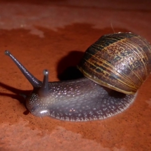 Cornu aspersum at Flynn, ACT - 12 Jun 2019