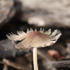 Coprinellus etc. (An Inkcap) at Hughes, ACT - 13 Jun 2019 by LisaH