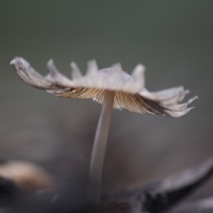 Coprinellus etc. at Hughes, ACT - 13 Jun 2019