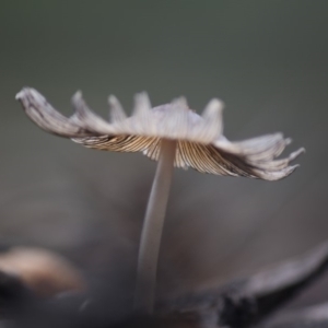 Coprinellus etc. at Hughes, ACT - 13 Jun 2019