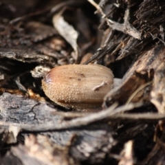 Coprinellus etc. at Hughes, ACT - 13 Jun 2019