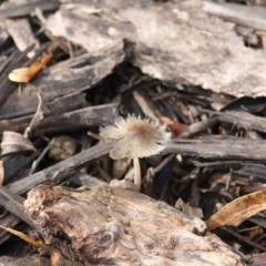 Coprinellus etc. at Hughes, ACT - 13 Jun 2019