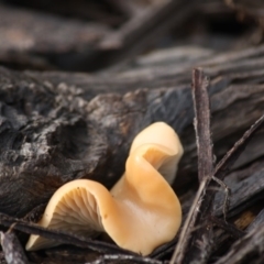 zz Agaric (stemless) at Hughes, ACT - 13 Jun 2019 by LisaH