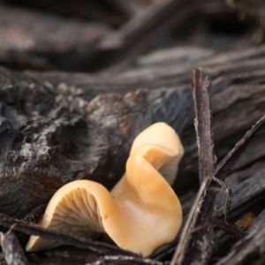 zz Agaric (stemless) at Hughes, ACT - 13 Jun 2019