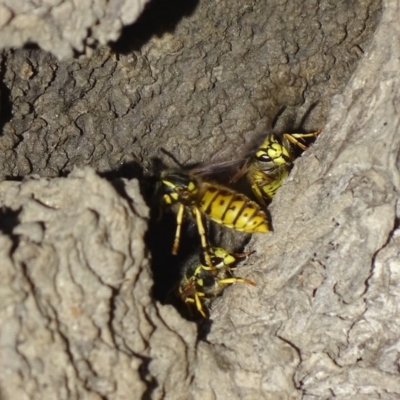 Vespula germanica (European wasp) at Jerrabomberra Wetlands - 12 Jun 2019 by roymcd