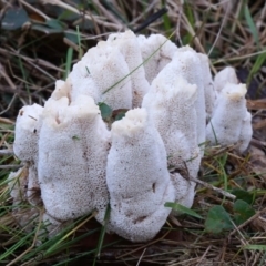 Abortiporus biennis (Blushing Rosette) at Bodalla, NSW - 8 Jun 2019 by Teresa