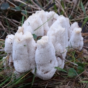 Abortiporus biennis at Bodalla, NSW - 9 Jun 2019 12:00 AM