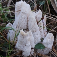 Abortiporus biennis at Bodalla, NSW - 9 Jun 2019 12:00 AM