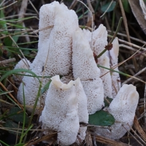 Abortiporus biennis at Bodalla, NSW - 9 Jun 2019 12:00 AM