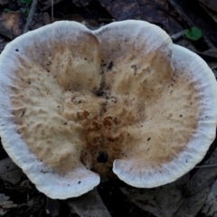 Abortiporus biennis at Bodalla, NSW - 9 Jun 2019