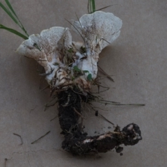 Abortiporus biennis at Bodalla, NSW - 9 Jun 2019 12:00 AM