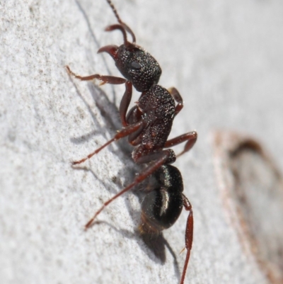 Rhytidoponera tasmaniensis at Hackett, ACT - 11 Jun 2019 by TimL