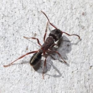 Rhytidoponera tasmaniensis at Hackett, ACT - 11 Jun 2019