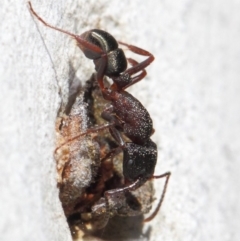 Rhytidoponera tasmaniensis at Hackett, ACT - 11 Jun 2019