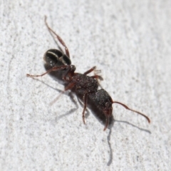 Rhytidoponera tasmaniensis at Hackett, ACT - 11 Jun 2019