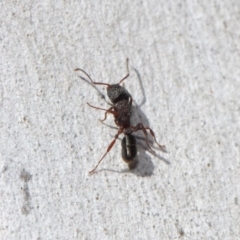 Rhytidoponera tasmaniensis at Hackett, ACT - 11 Jun 2019