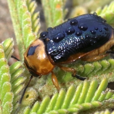 Aporocera (Aporocera) consors (A leaf beetle) at Mount Ainslie - 12 Jun 2019 by jb2602