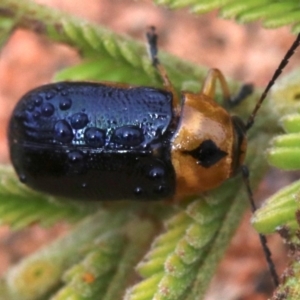 Aporocera (Aporocera) consors at Ainslie, ACT - 12 Jun 2019 01:15 PM