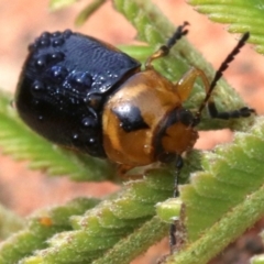 Aporocera (Aporocera) consors at Ainslie, ACT - 12 Jun 2019 01:15 PM