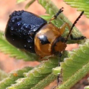 Aporocera (Aporocera) consors at Ainslie, ACT - 12 Jun 2019 01:15 PM