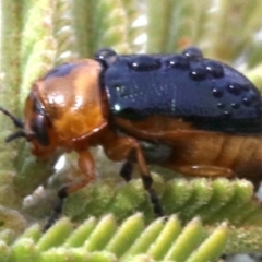 Aporocera (Aporocera) consors at Ainslie, ACT - 12 Jun 2019 01:15 PM