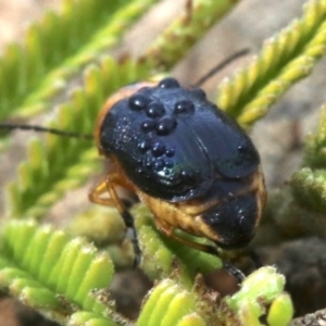 Aporocera (Aporocera) consors at Ainslie, ACT - 12 Jun 2019 01:15 PM