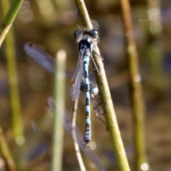 Austrolestes annulosus (Blue Ringtail) at Mount Ainslie - 11 Jun 2019 by jbromilow50