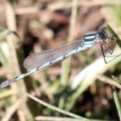 Austrolestes annulosus at Majura, ACT - 11 Jun 2019 01:32 PM