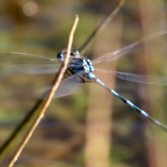 Austrolestes annulosus at Majura, ACT - 11 Jun 2019 01:32 PM