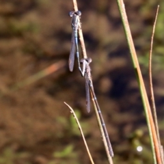 Austrolestes leda (Wandering Ringtail) at Majura, ACT - 11 Jun 2019 by jbromilow50