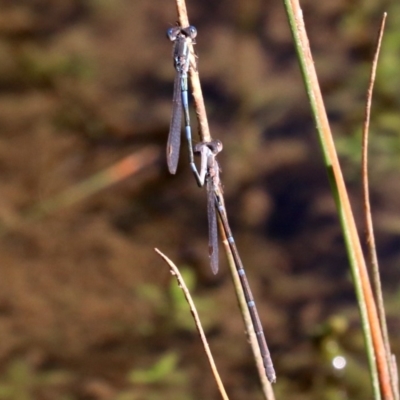 Austrolestes leda (Wandering Ringtail) at Mount Ainslie - 11 Jun 2019 by jbromilow50