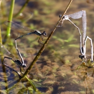 Austrolestes leda at Majura, ACT - 11 Jun 2019