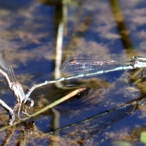 Austrolestes leda at Majura, ACT - 11 Jun 2019 01:40 PM