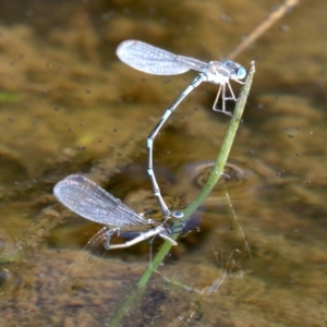 Austrolestes leda at Majura, ACT - 11 Jun 2019 01:40 PM