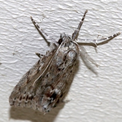 Chlenias nodosus (A geometer moth) at Ainslie, ACT - 5 Jun 2019 by jbromilow50