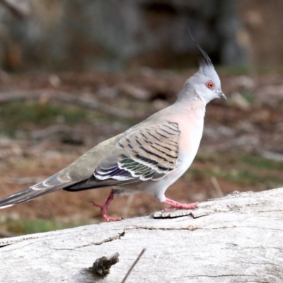 Ocyphaps lophotes (Crested Pigeon) at Ainslie, ACT - 12 Jun 2019 by jbromilow50